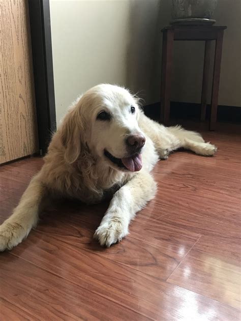 We did not find results for: Animal Chiropractic For Senior Dogs - Troy, Michigan