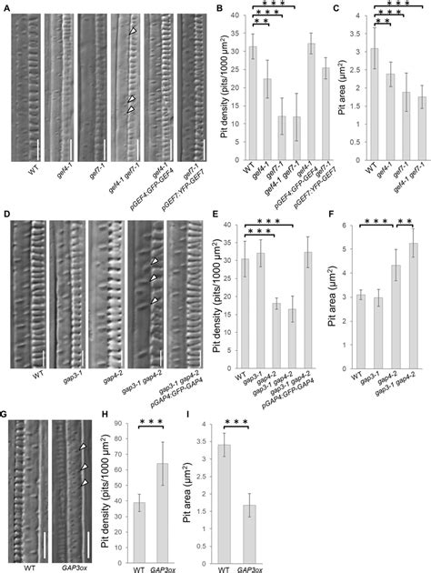 Check spelling or type a new query. ROPGEFs and ROPGAPs regulate the secondary cell wall pit ...