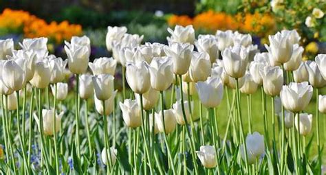 I narcisi bianchi simboleggiano la bellezza pura ma anche l'amicizia e i nuovi inizi. 45 Fiori bianchi che amerai per sempre - Idee Green