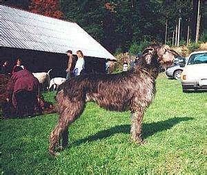 獵犬 邊境牧羊 伯恩山犬 台灣土狗 德國狼犬 薩摩耶犬 蘇格蘭梗 日本狆犬 紐芬蘭犬 馬士提夫 愛爾蘭雪達 高加索山犬 傑克羅素梗 巧克力貴賓 長毛吉娃娃. 愛爾蘭獵狼犬真正的巨犬，是世界上最高大的狗 - 每日頭條