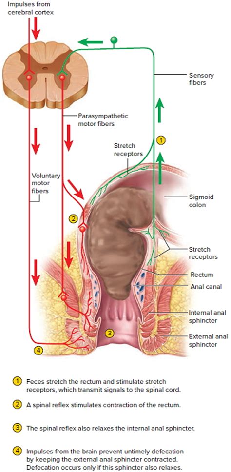 Most recent weekly top monthly top most viewed top rated longest. Large Intestine Anatomy, Function, Location, Length and ...