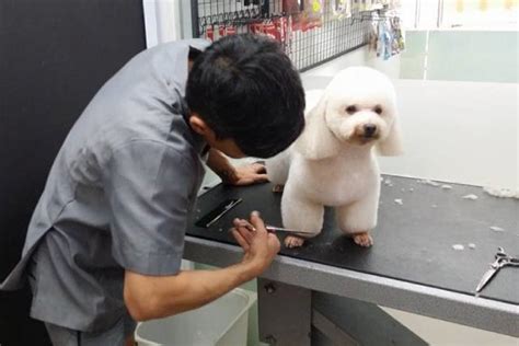 This is the area where you can effectively clean your pal. 3 Best Pet Grooming Salons in Bedok for Your Fur Babies - Near Me (2020)