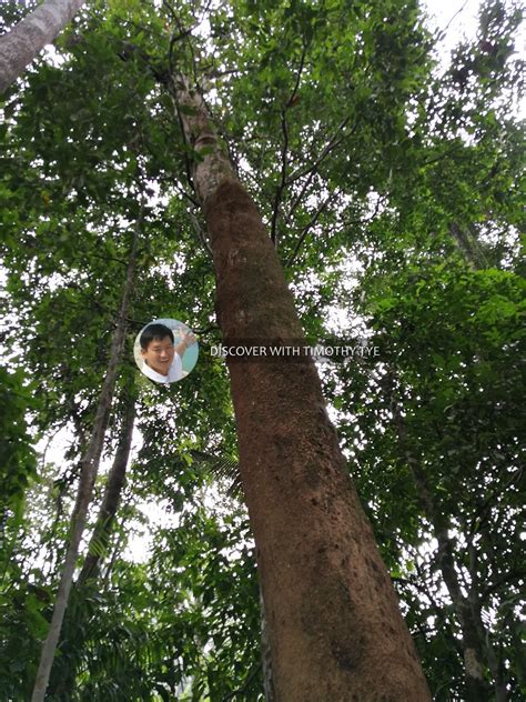 (taburan bermusim komuniti bentik makroinvertebrat daripada aliran hutan keywords: Hutan Lipur Gunung Pulai Recreational Forest, Kulai ...
