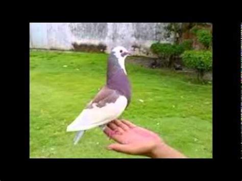 We did not find results for: Burung merpati Balap | Burung Dara Balap Juara - YouTube
