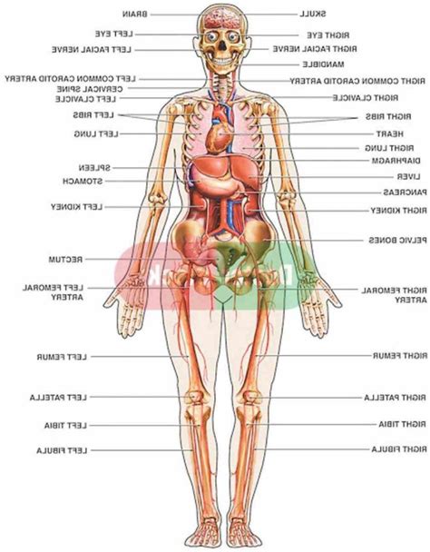 The basic parts of the human body are the head, neck, torso, arms and legs. in innerbodycom related Female Body Organs Diagram Anatomy ...