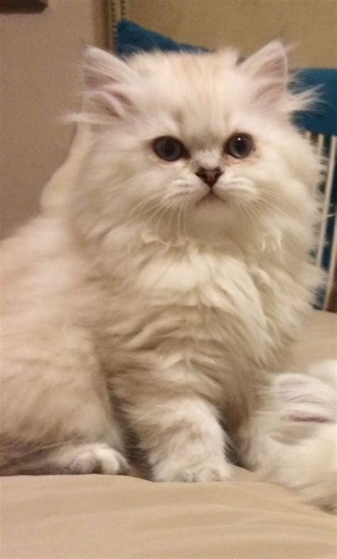 This is likely if a cat feels that the owner understands its needs. Persian Cat Shop Near Me - Pets Ideas