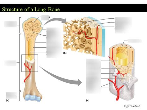 Create your own flashcards or choose from millions created by other students. Long Bone Labeled Quizlet : Chapter 6 Bones And Skeletal ...