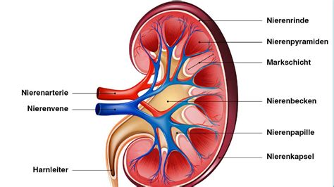 Hallo, zwar wurden hier schon diverse fragen diesbezüglich gestellt, aber irgendwie kann ich mir nicht vorstellen das es hämorrhoiden sein sollen. Innenansichten von Wirbeltieren - sezieren und verstehen