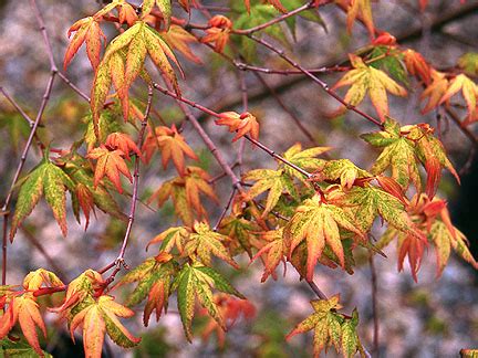 Maybe you would like to learn more about one of these? Japanese Maples | Catalog