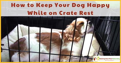 The objective of training crate games is many fold including: How to Keep Your Dog Happy While on Crate Rest | Dog Crate ...