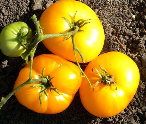 La tomate manitoba est aussi particulièrement bien adaptée aux saisons courtes! tomate manitoba | Jardin Dion