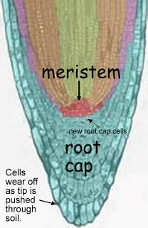 The cells of the meristematic tissue divide actively to form specialized structures such as buds of leaves and flowers, tips of roots and shoots, etc. Mr ZAC, the BIO Mentor