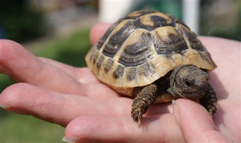 Enjoy horse & exotic pet news, memes and funny videos!. Tortoise Behaviour And The Reasons Behind It - British Pet ...