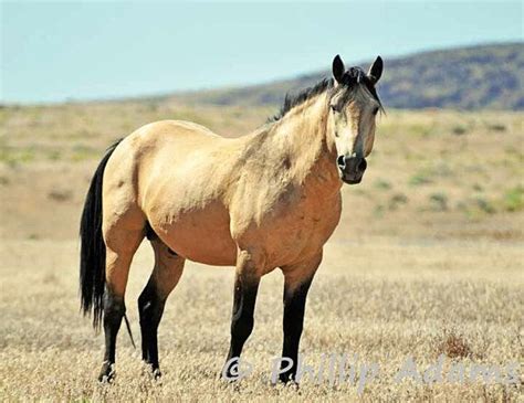 Optisch wird ein buckskin, auch als braunisabell bezeichnet, oft für einen falben gehalten, da die farben ähnlich aussehen. Pin by Raúl Sánchez on The Beauty of Horses | Wild horses ...