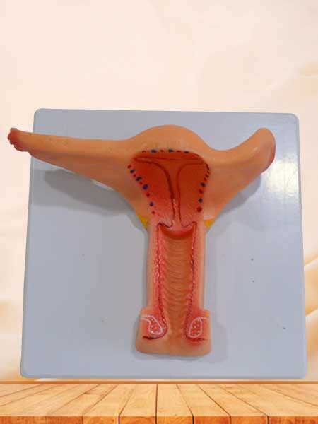 In humans, the female reproductive system is immature at birth and develops to maturity at puberty to be able to produce gametes, and to carry a foetus to full term. Female internal genital organs anatomy model