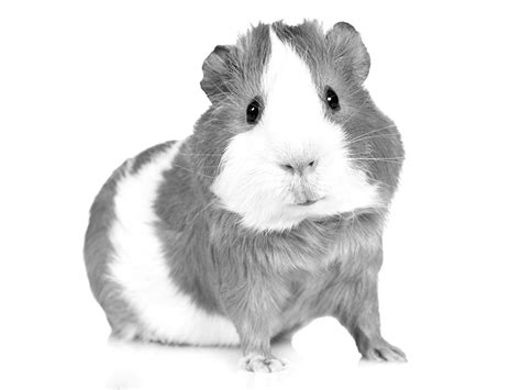 I'm new to the site and would be grateful for your advice on getting a pair of guinea pigs. Guinea Pig Care Recommendations | MedVet