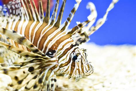 Get directions, reviews and information for food lion in atlantic beach, nc. Sneaky Lion Fish @ Museum of Coastal Carolina | Ocean Isle ...