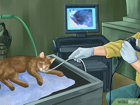 Diagnostic testing can include lung function tests, such as a spirometry, which measures how much air is moved in and out of the lungs. 3 Ways to Diagnose and Treat Feline Bronchitis - wikiHow