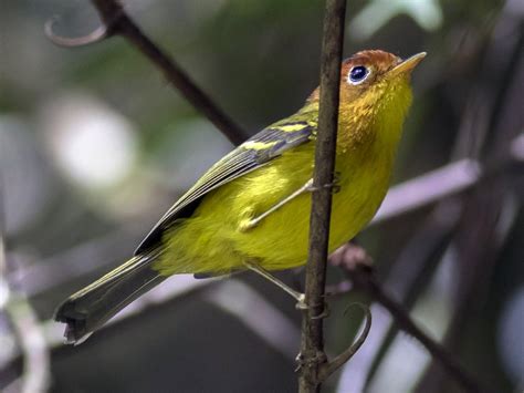 Yellow warblers differ only slightly across continental north america. Yellow-breasted Warbler - eBird