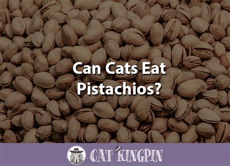 Pistachios are not considered poisonous to cats; Can Cats Eat Pistachios? - Cat Kingpin