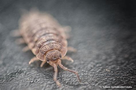 So werden sie die tiere wieder los. Was tun gegen Kellerasseln im Haus? Natürlich vertreiben ...