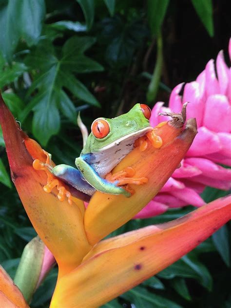 Información para turismo en costa rica: Grenouille : Batraciens : Animaux : Animaux : Côte ...