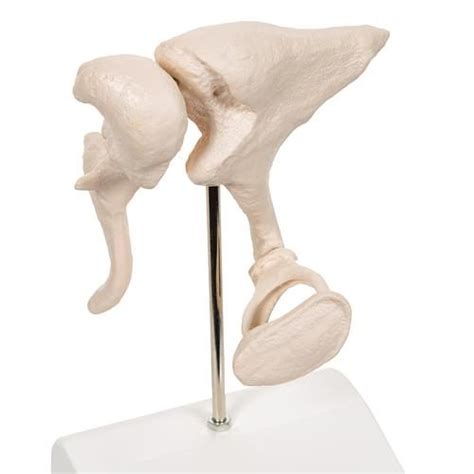 Effectively 80/20ing the subject and making sure you get take the most from your study sessions. Human Ossicle Model, 20-times Maginified - 3B Smart Anatomy