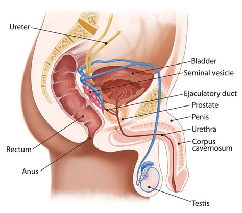 Fantasymassage my friends mom gave me a raging boner. Prostate Massage Technique With Diagram