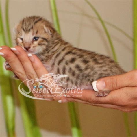 This is a template row. F4 Savannah Kittens - Savannah Cat - Select Exotics