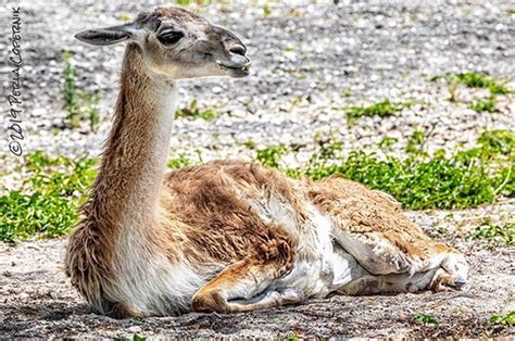 Camels provide everything in a desert environment. The Guanaco, (Lama guanacoe), is a South American member o ...