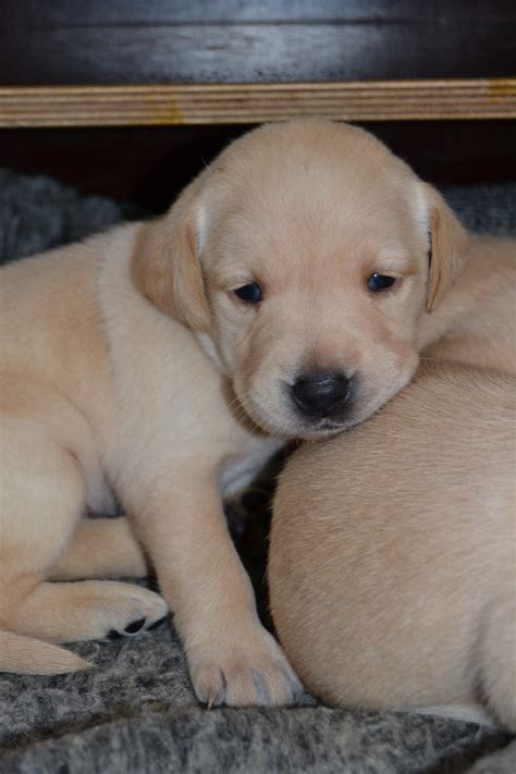 Pet store in asaa, nordjylland, denmark. Hvalpe - Formel 1 Labrador, jagt og familiehunde fra ...