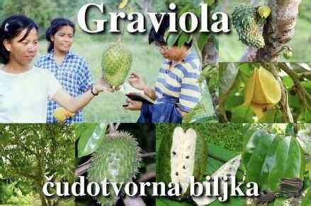 Graviola is a tree prevalent in the rain forests of africa, south america, and southeast asia. Graviola - a plant that cures cancer