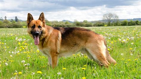 The german shepherd was developed from various sheepherding dogs. German Shepherd Dog Breed - History, Health, Characteristics