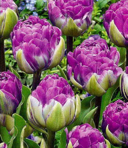 Download high quality flower pictures for your mobile, desktop or website. Organic Gardening Store Near Me id:6302074503 | Bulb ...