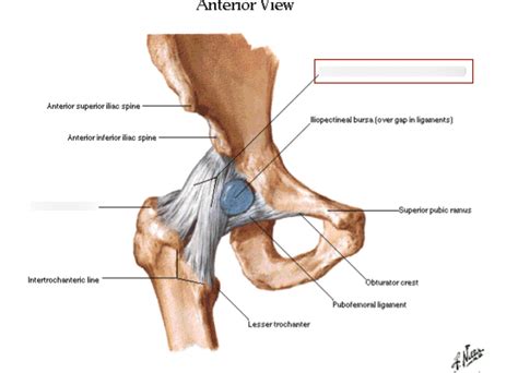 • common action is external rotation • powerful external rotation of the hip is. Hip Anatomy Ligaments
