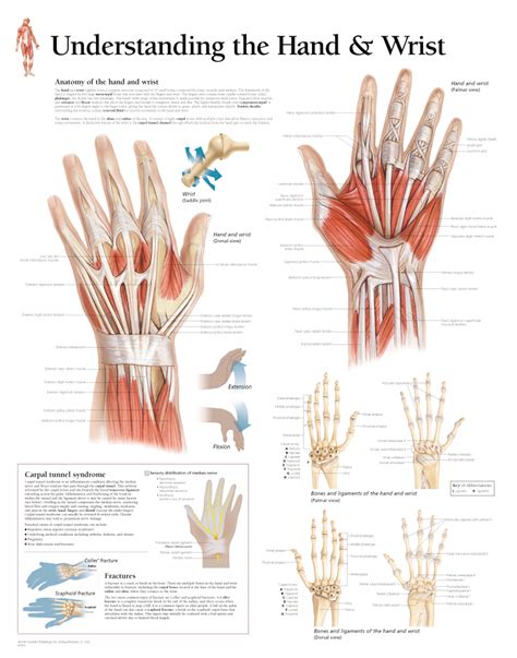 Wrist tendons are divided into the flexor and extensor subgroups, and are best appreciated in the axial plane (figure 14). Understanding the Hand and Wrist 1005 - Anatomical Parts ...