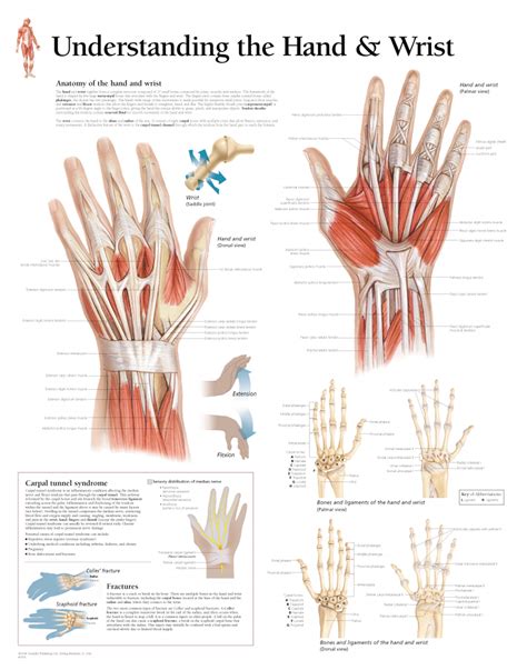 Flexion wrist tendonitis, a condition that results from repeatedly bending the wrist forward. Understanding the Hand and Wrist 1005 - Anatomical Parts ...