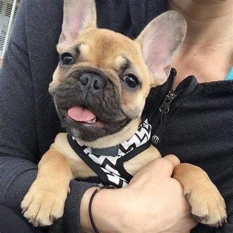 If you're looking for a lap dog that'll hang around and watch tv with you and then go outside for a run in the park, a frenchie is perfect for you! Facts On The Affectionate French Bulldog Dog Temperament # ...