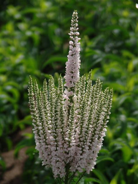 Maybe you would like to learn more about one of these? Veronica 'Pink Explosion' PPAF | Cactus plants, Veronica ...