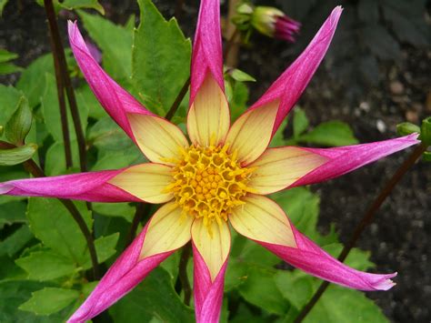 Cal mart lies at the top of the napa valley in calistoga serving as one of napa valley's finest grocery stores since 1968. Star Flower Dahlias - Juul's Allstar - Gardeners Tips