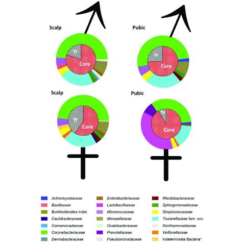 Male groin anatomy diagram of male pelvic area pubic area anatomy male lymph male groin. Diagram Of Female Groin Area - Numbness and tingling in groin symptoms what causes groin ...