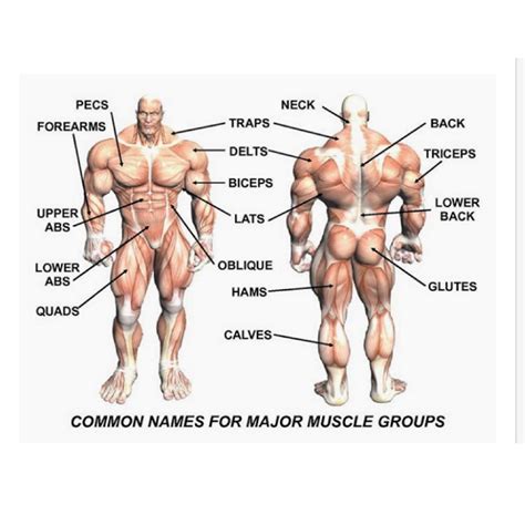 Anatomical diagram showing a front view of muscles in the human body. Basics of the body for Strength Training - How to work on ...