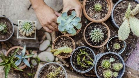 Kehadiran jendela terbukti memberikan kesan ruangan terasa lebih lega. 5 Tanaman Hias Pot Kecil Buat Meja Ruang Tamu Rumah Bunda