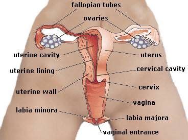 The sexual organs in the abdomen of the woman work optimally together to fulfill their common task: 17 best Urology-Female images on Pinterest | Anatomy ...