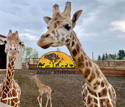 Live from giraffe deck 2 with oliver, johari and their guests! Pin by Lynn Hudock on April, Oliver, Tajiri, Azizi ...