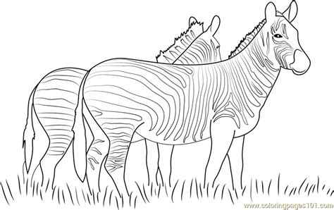 899x1024 coloring sheets for preschoolers coloring pages for kindergarten. Two Zebras Walking Together Coloring Page for Kids - Free ...