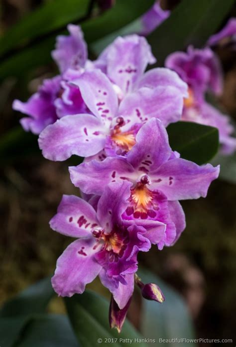 This also provides you with the opportunity to use them either as a part of your paradise garden landscape and give height to floral arrangements or as cut. 2017 Orchid Extravaganza at Longwood Gardens :: Beautiful ...