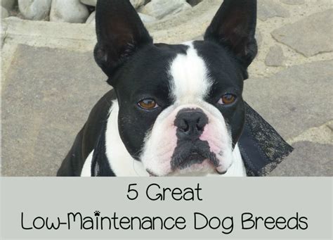 5 Low Maintenance Dog Breeds for Busy Families - http ...
