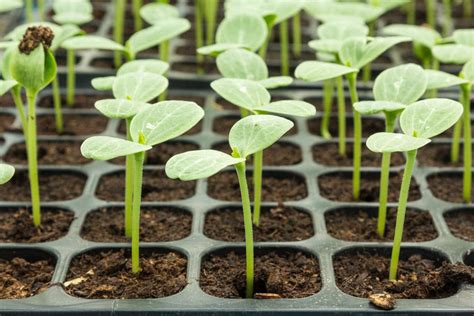 Seedless watermelon plants should be interplanted with regular seeded watermelon plants, to allow for the. Growing Watermelon | Watermelon Varieties | Watermelon ...