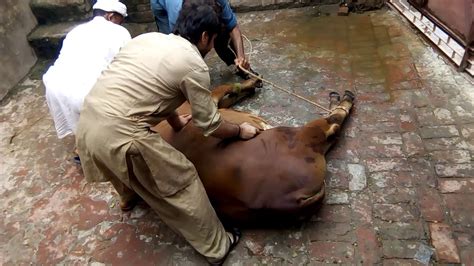 This religious eid is only day in the month of shawwal during which muslims are not. Eid-Ul-Azha Qurbani In Chiniot 2019 - YouTube